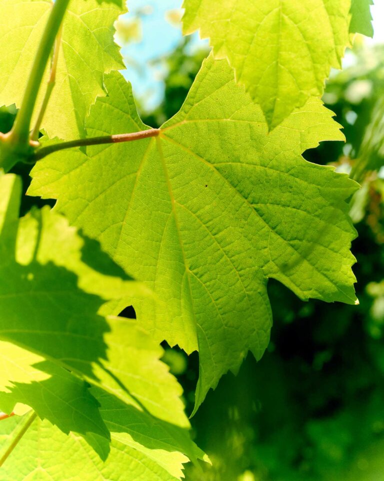 CANTINA-RONCAGLIA55744